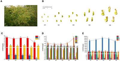 Combined analysis of inorganic elements and flavonoid metabolites reveals the relationship between flower quality and maturity of Sophora japonica L.